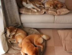 开云体育-太极虎绞杀枫叶之盾，欧冠半决赛上演的跨洲收割之战