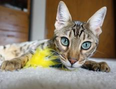 开云体育官网-利拉德时刻，西决生死战的审判之夜