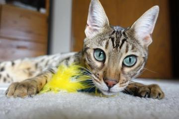 开云体育官网-利拉德时刻，西决生死战的审判之夜