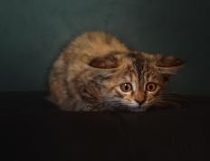 开云体育官网-遥远的回响，国家德比之夜与伦纳德跨越时空的完美