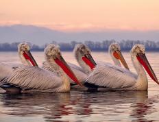 开云体育在线-拉梅洛关键进球定乾坤，灰熊终结开拓者连胜势头