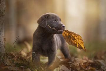 开云体育在线-末节决战定乾坤，凯尔特人15分逆转终结广东王朝
