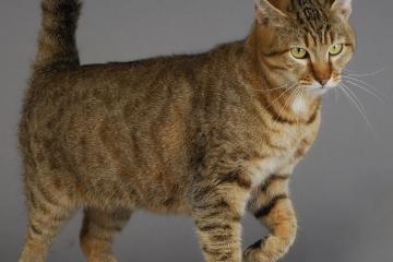 开云体育登录-独行侠之剑破紫金军团，东契奇狂澜下的深圳队生死战奇迹