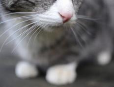 开云体育APP下载-铁卫绝杀！德里赫特天降神兵，勒沃库森窒息决胜局带走多特蒙德