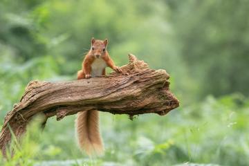 开云体育下载-篮球明星跨界发光，德甲争冠夜的克莱·汤普森时刻