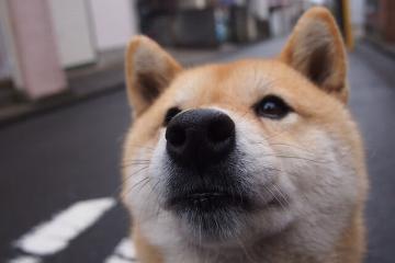 开云体育登录-范戴克一击定乾坤，巴黎提前宣判乌克兰悬念终结