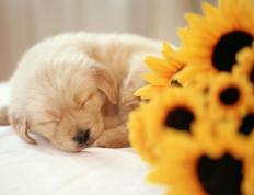 开云体育中国-渺小与伟大，当历史在沙尘与木地板上同时转折