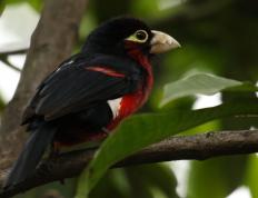 开云体育官网-里程碑之夜，弗拉霍维奇百球建功，克罗地亚客场力克瑞士