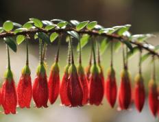 开云体育APP下载-乔治掌控节奏，国王力克猛龙展露王者之气