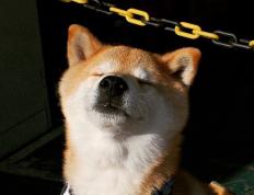 开云体育平台APP-格列兹曼的传奇之路，巴萨速胜喀麦隆预热2026世界杯统治表现