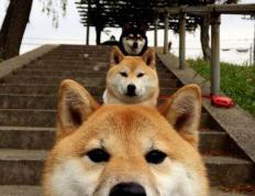 开云平台-吉林队强压步行者，哈利伯顿关键先生定乾坤