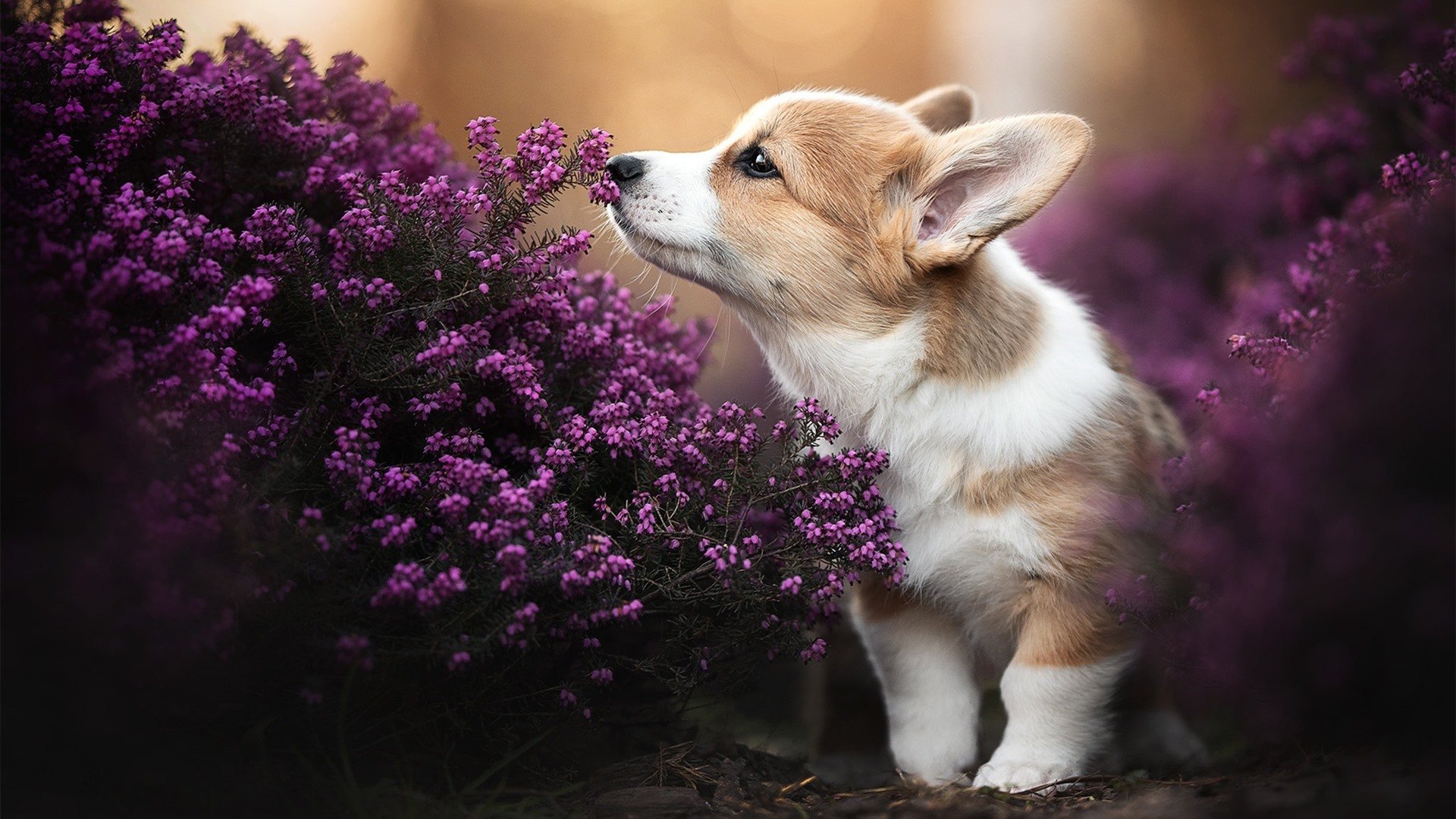 开云体育-英格拉姆狂轰36分破局，国王窒息防守锁死森林狼