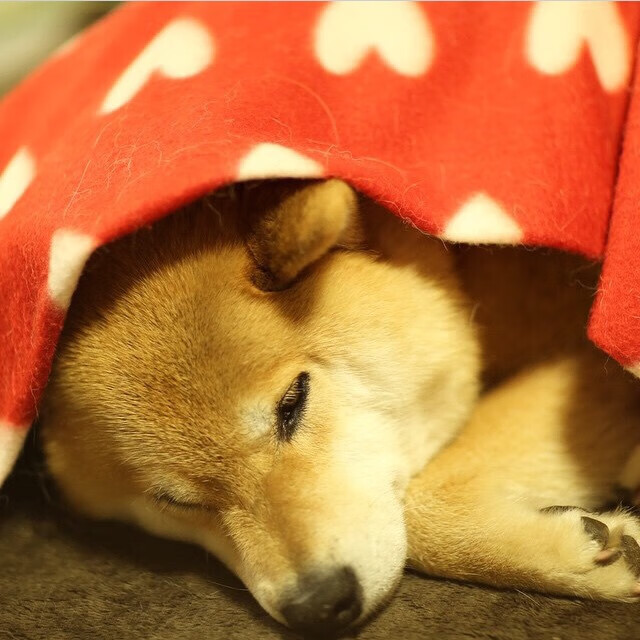 开云体育入口-2026世界杯焦点战,厄瓜多尔爆冷击败阿森纳阿根廷,重塑美洲足球格局