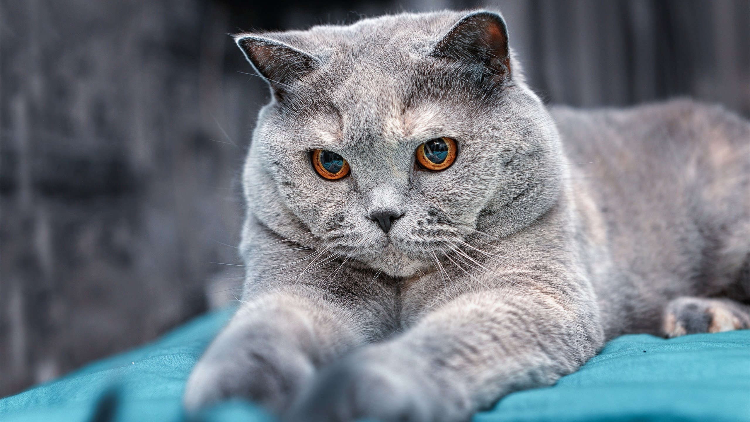 开云体育官方网站-跨界激情夜，NBA总决赛日，莱比锡红牛压哨绝杀挪威