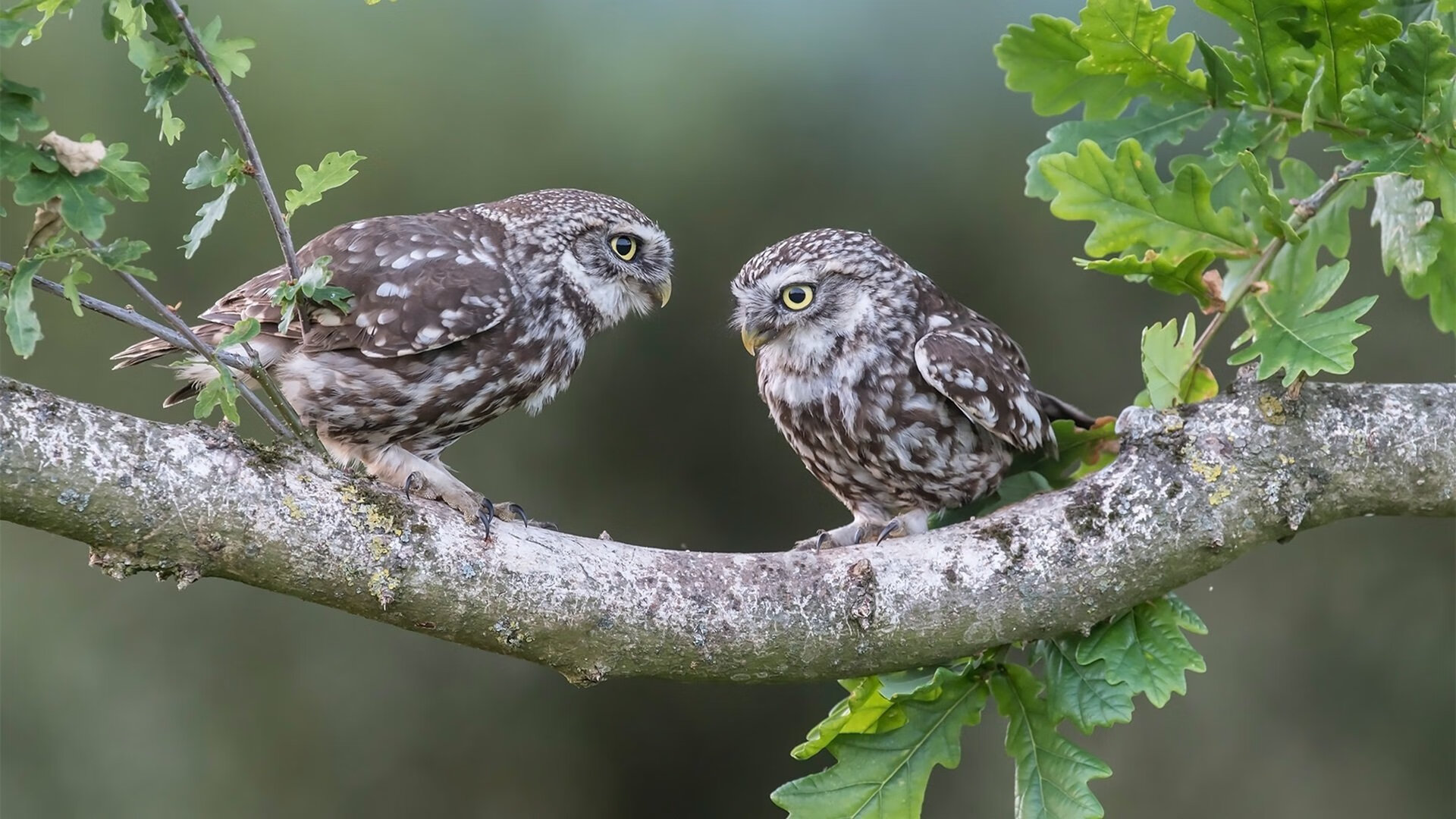 开云体育官方网站-今夜属于克莱！世界排名之争，他用致命三分改写历史