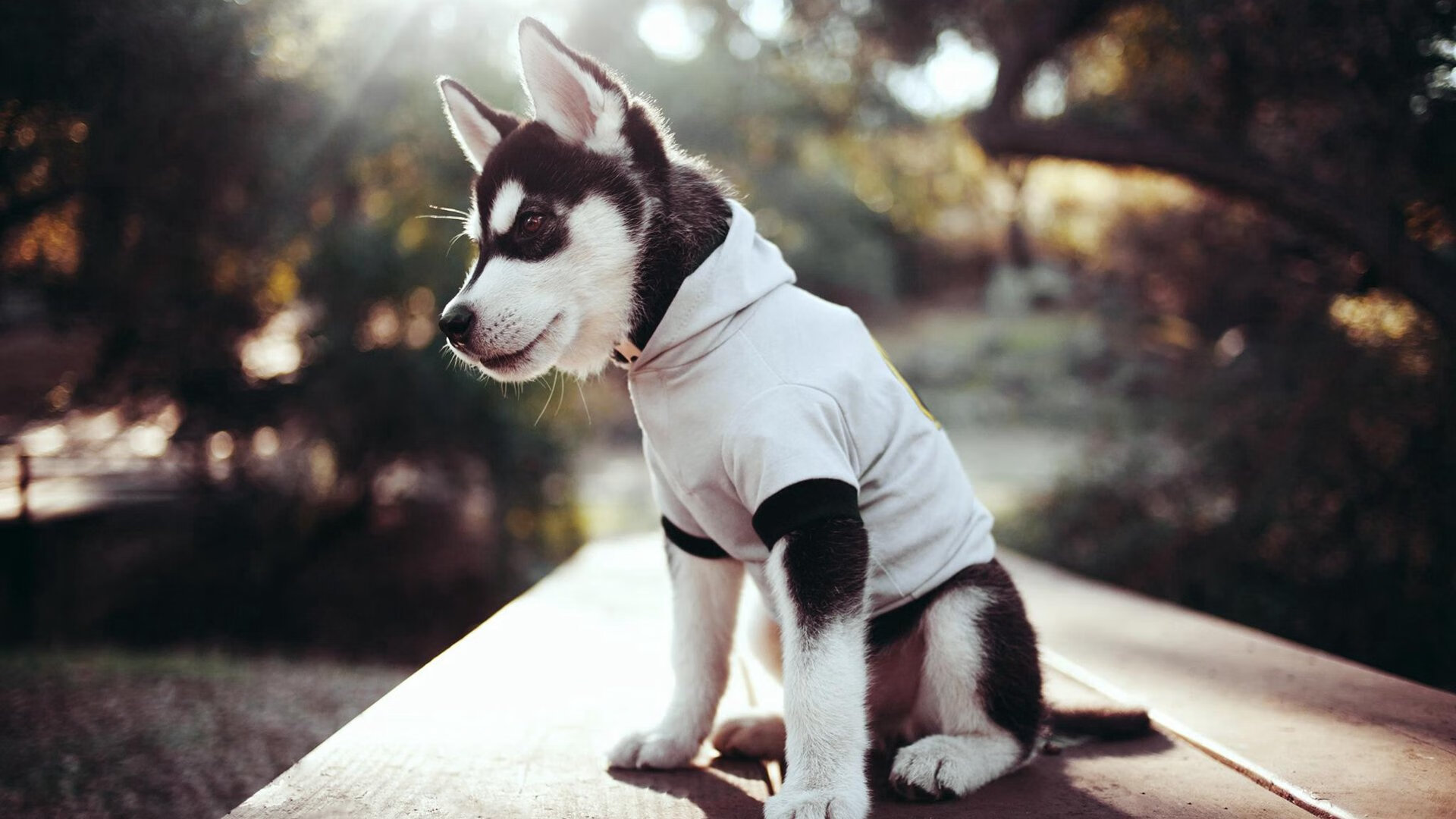 开云体育官网-2026篮球世界杯焦点战，新疆队闪电战速胜勇士，亚洲篮球崛起新标志