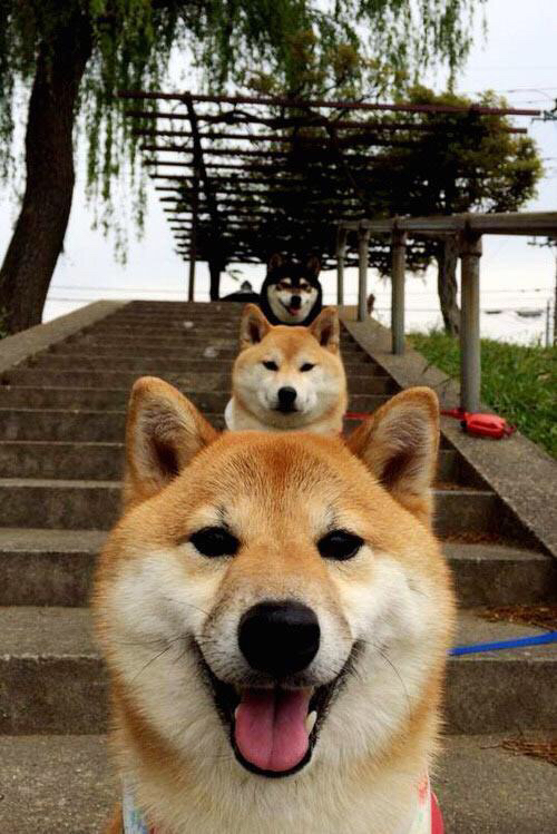 开云平台-吉林队强压步行者,哈利伯顿关键先生定乾坤