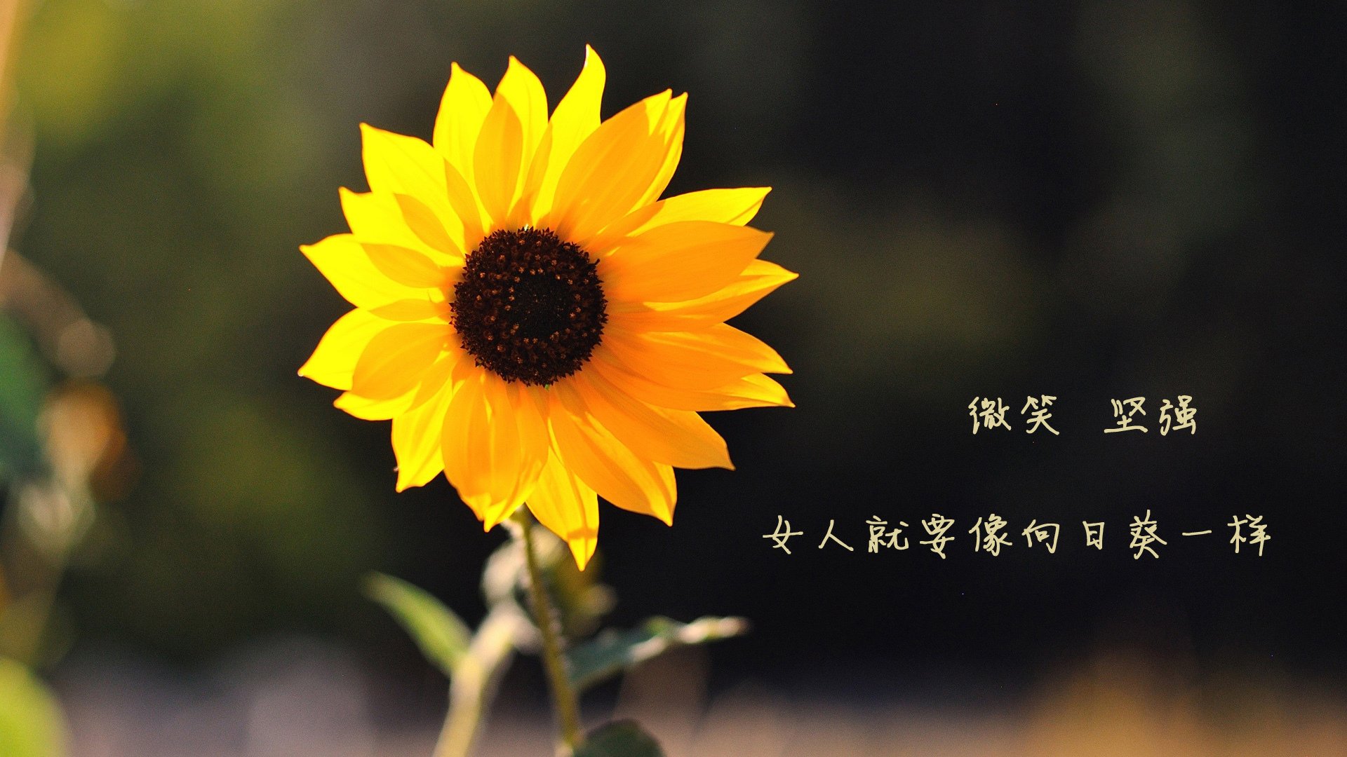 开云体育平台APP-冰与火之歌，乌克兰提前终结悬念，那不勒斯的火焰在美墨边境熄灭