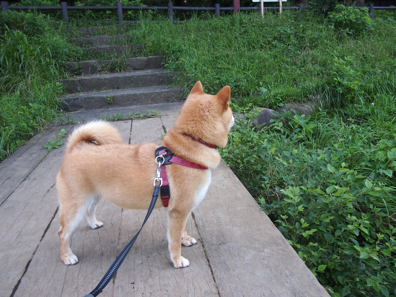 开云体育入口-吉林队爆冷掘金，塔图姆实力自证，篮球世界中的逆袭与荣耀交响曲