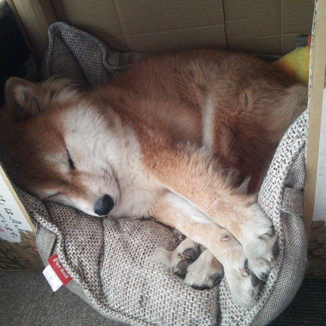 开云平台-新西兰惊天逆转洪都拉斯，布雷默一锤定音成关键先生