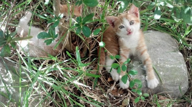 开云体育官方网站-跨越万里的共鸣，东契奇的救赎与广东队的突破