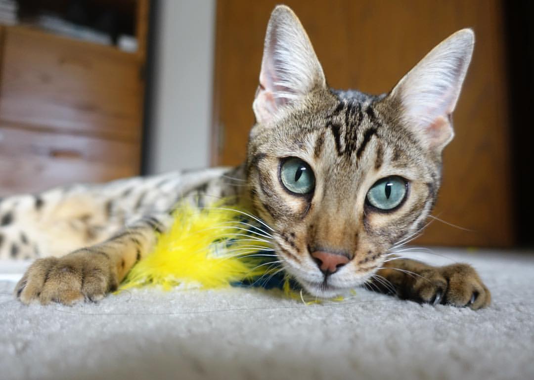 开云体育官网-利拉德时刻,西决生死战的审判之夜