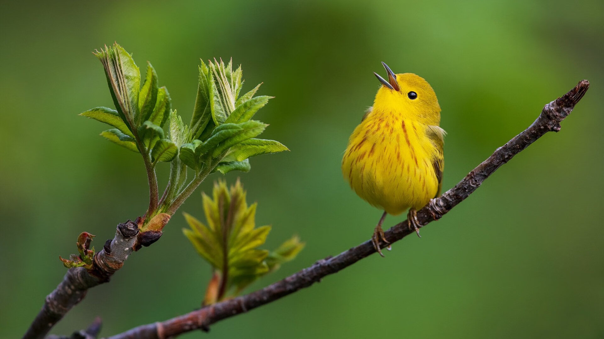 开云体育平台APP-班凯罗的无声交响曲,当湖人防线撞上魔术师之魂