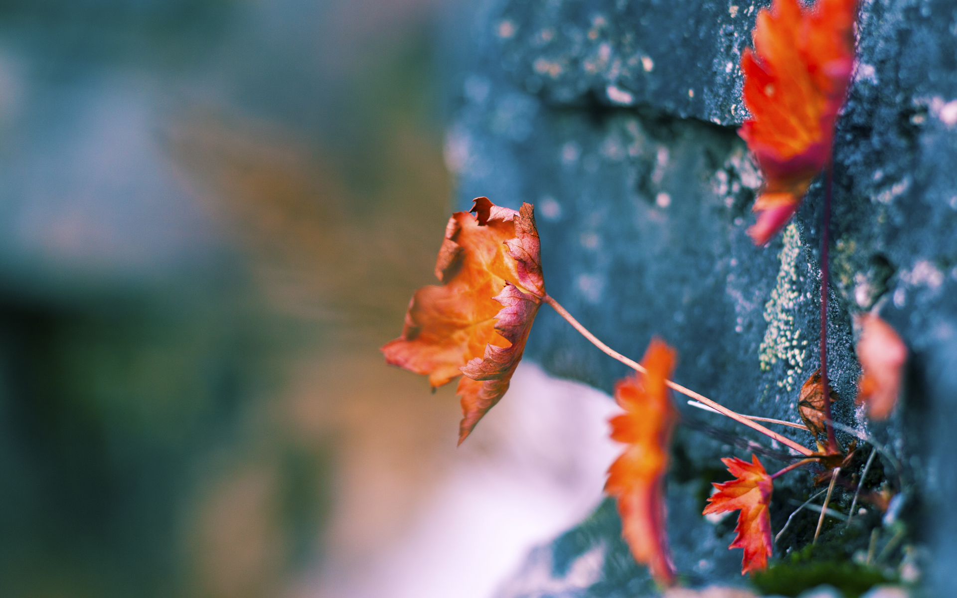 开云体育平台APP-冰与火之歌,当雄鹿锁死数字城,切特于亚平宁点燃寒光