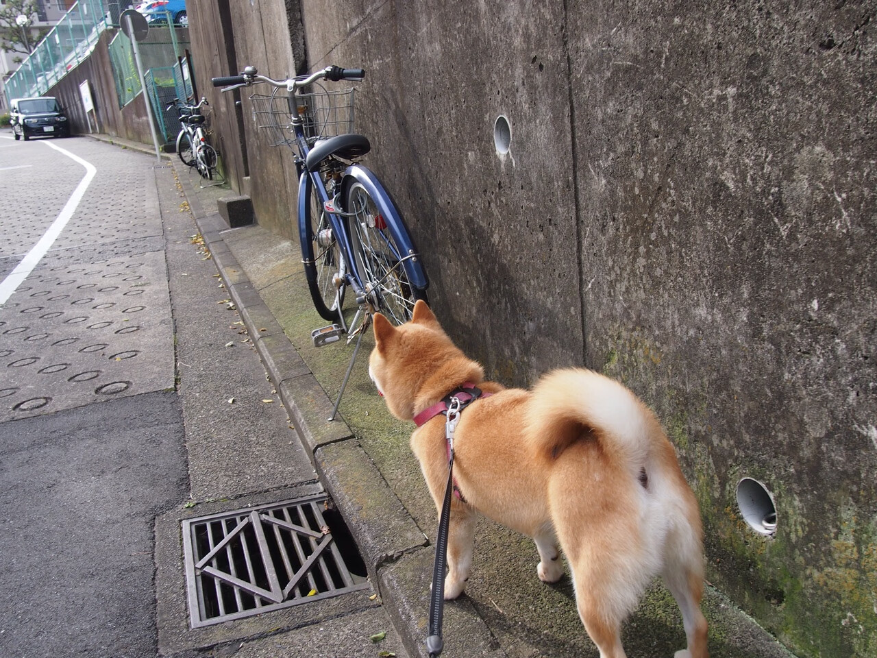 开云体育中国-中国3-1丹麦晋级四强！火力全开压制对手，赖斯成关键先生