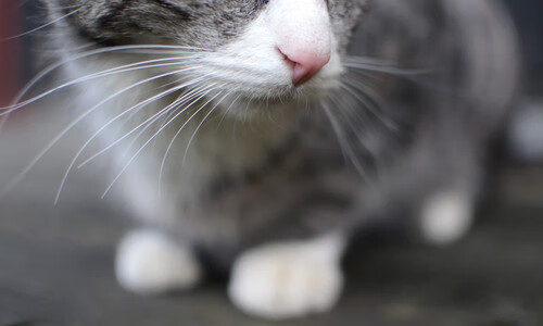 开云体育APP下载-铁卫绝杀!德里赫特天降神兵,勒沃库森窒息决胜局带走多特蒙德