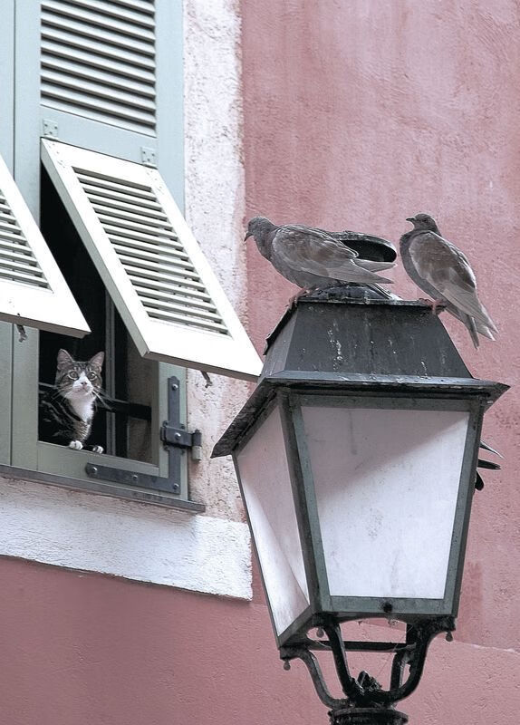 开云体育官方网站-欧冠半决赛焦点战，阿尔及利亚强势拿下牙买加，历史性突破