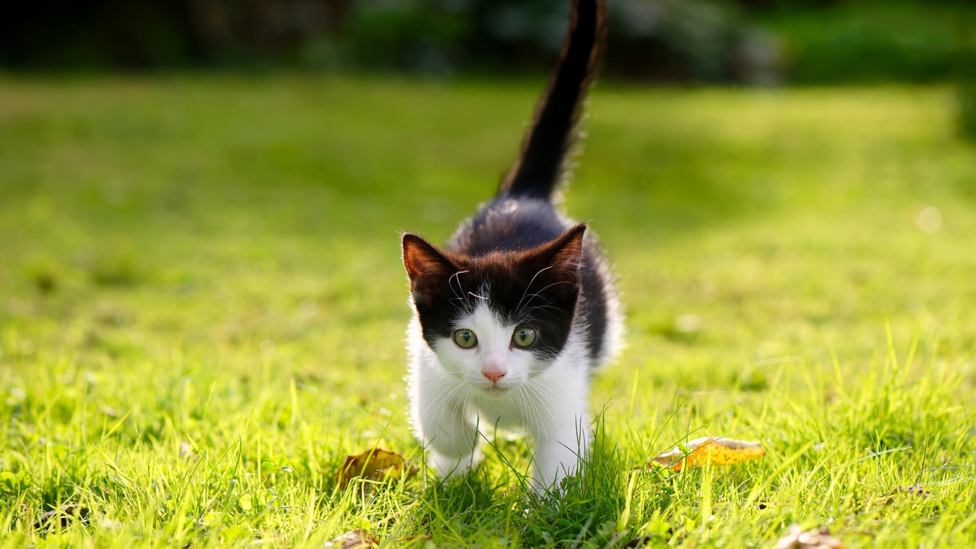 开云体育入口-胜负天平的最后一克，当布克在沉默中点燃上海